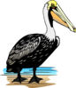 Stading Pelican In Color Clip Art
